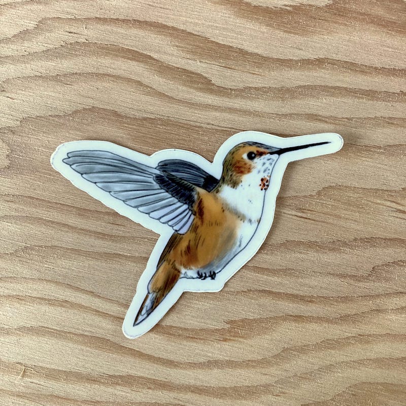 Rufous hummingbird sticker
