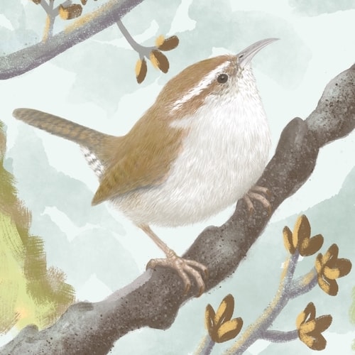 A digital illustartion of a Bewick's Wren